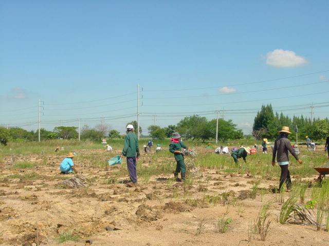 An attempt to recover and resolve the salted land