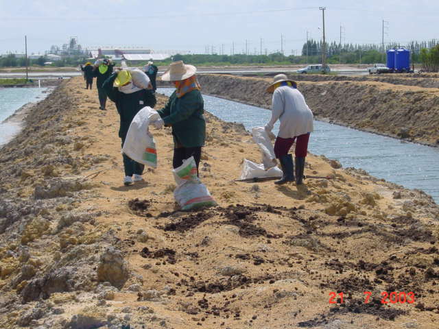 Using chaff and muck to fertilize the soil.