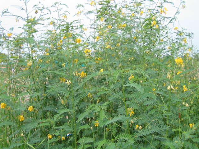 Sesbania is flowering and setting the seed.