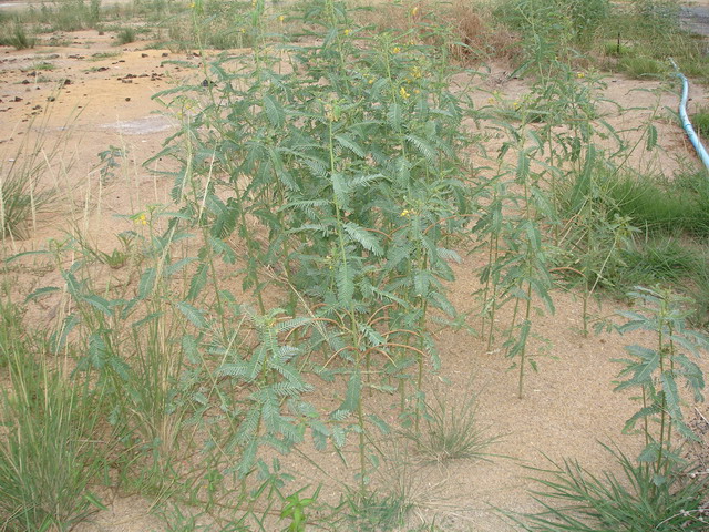 Organic matter was added into the soil to decrease the salinity problem.