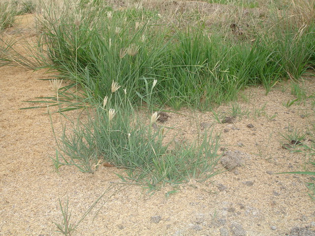 Organic matter was added into the soil to decrease the salinity problem.