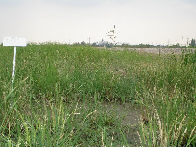 Organic matter was added into the soil to decrease the salinity problem.