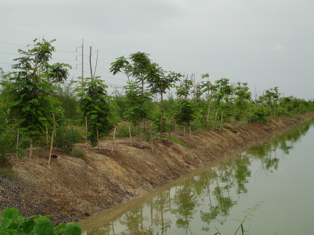 Salt tolerant trees after growing for 1-2 years.