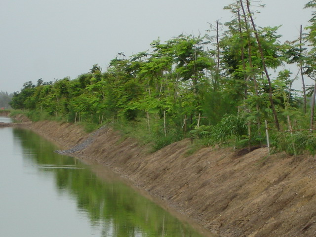 Salt tolerant trees after growing for 1-2 years.