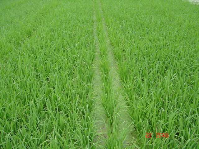 Hommali seedlings were grown for 1 month in field for the cultivation development.